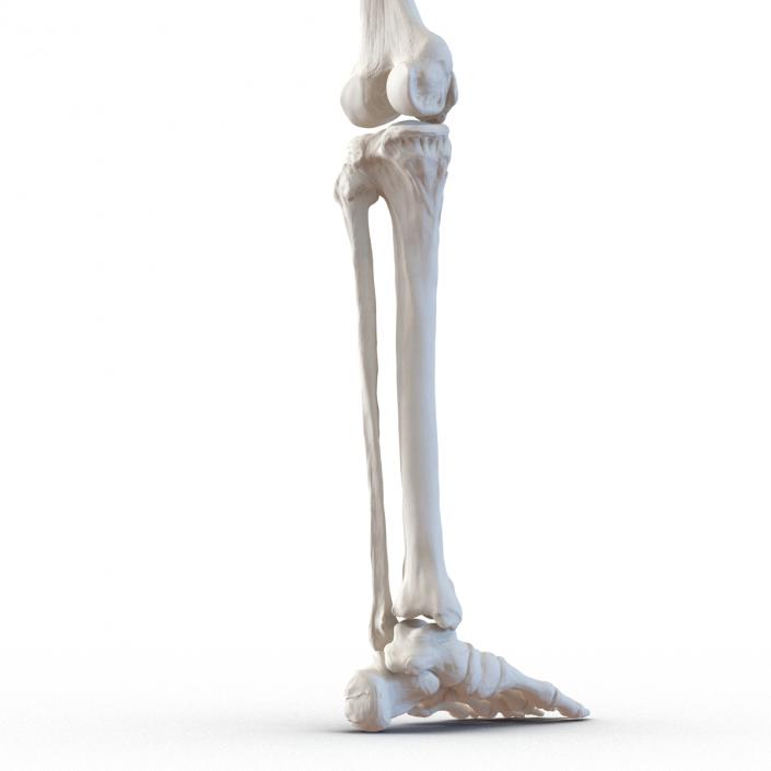 3D model Human Leg Bones