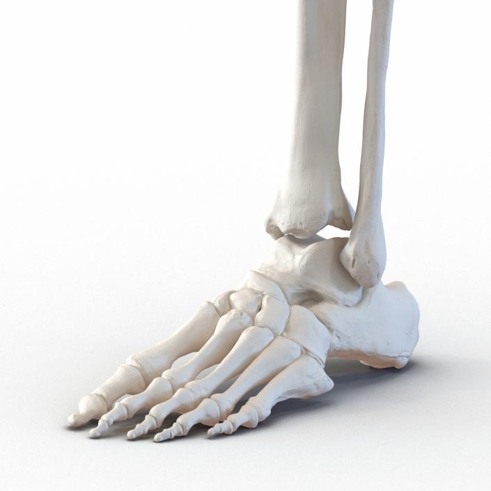 3D model Human Leg Bones