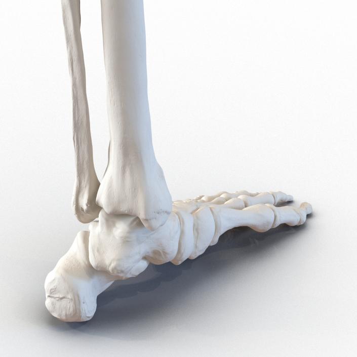 3D model Human Leg Bones