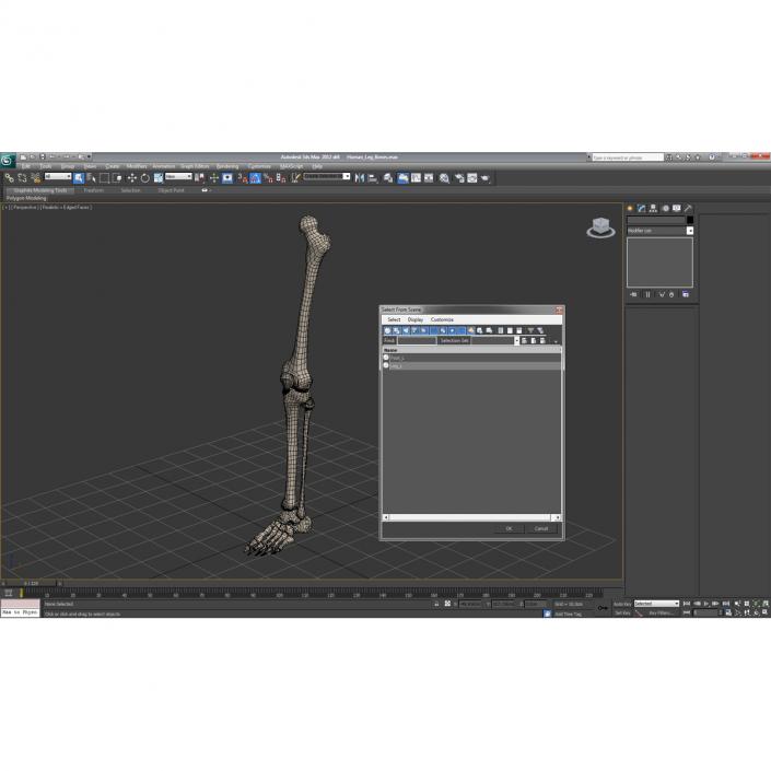 3D model Human Leg Bones