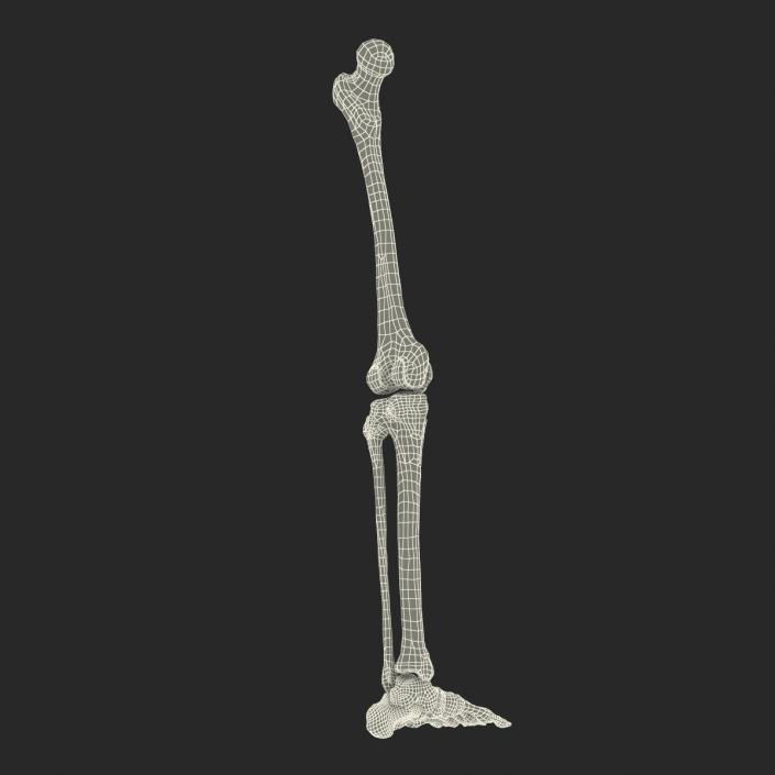 3D model Human Leg Bones