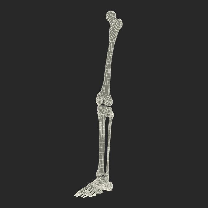 3D model Human Leg Bones