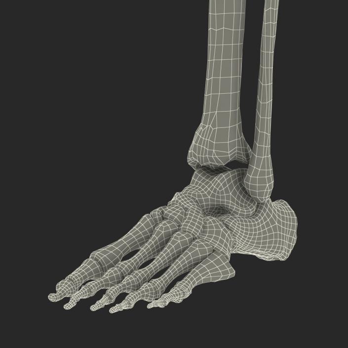 3D model Human Leg Bones