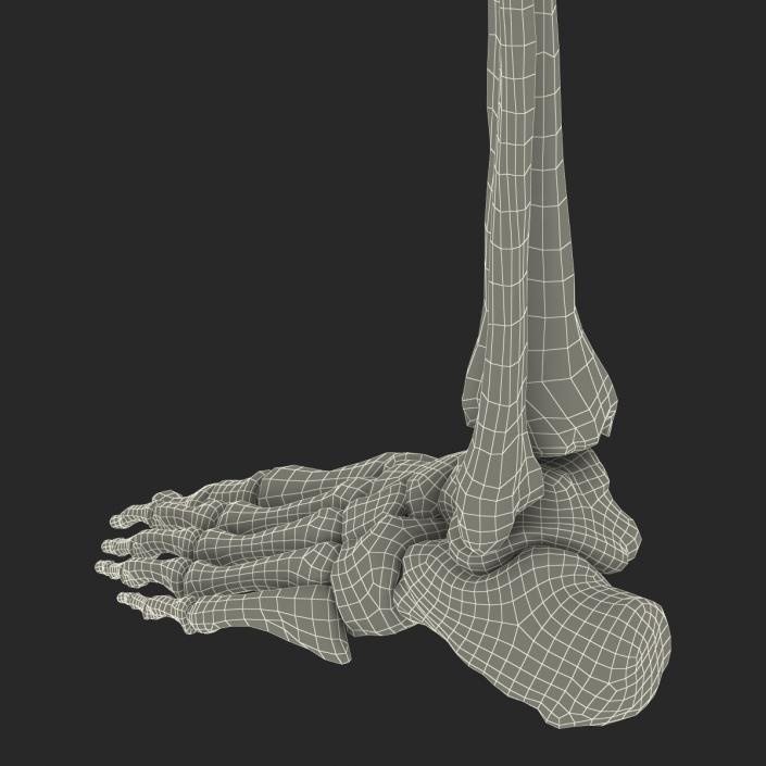 3D model Human Leg Bones