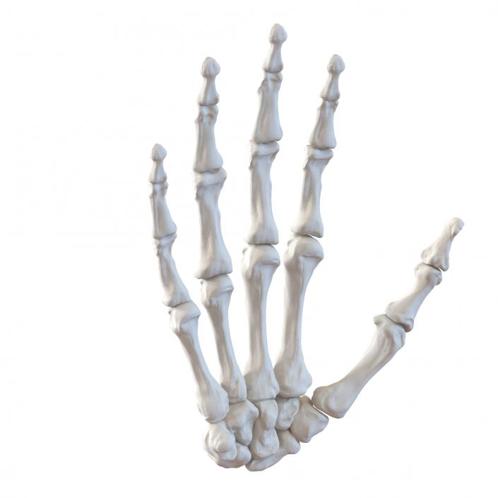 3D Human Hand Bones