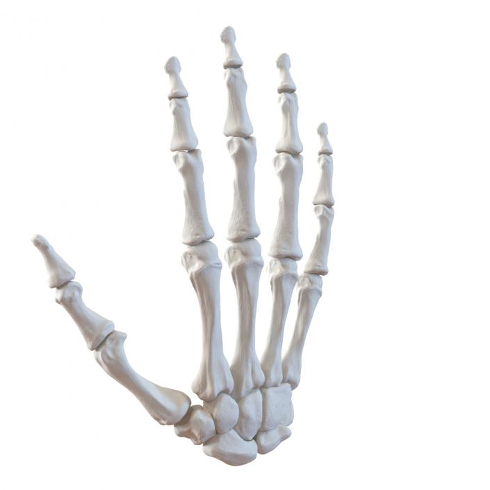 3D Human Hand Bones