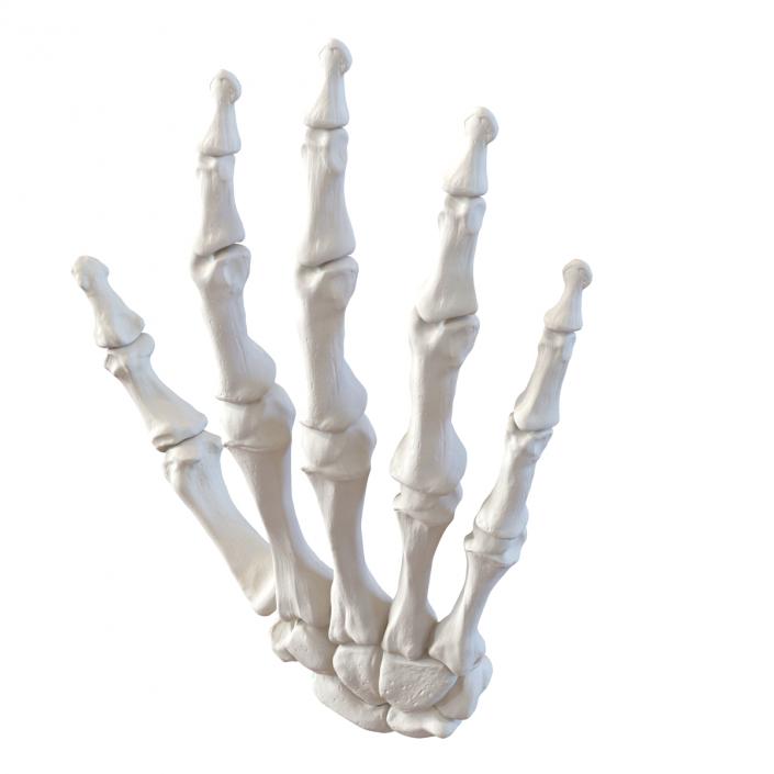 3D Human Hand Bones