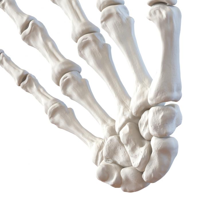 3D Human Hand Bones