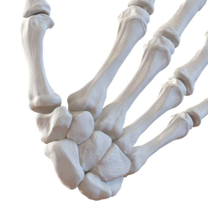 3D Human Hand Bones