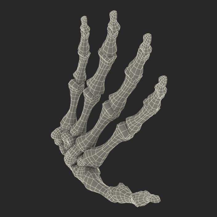 3D Human Hand Bones