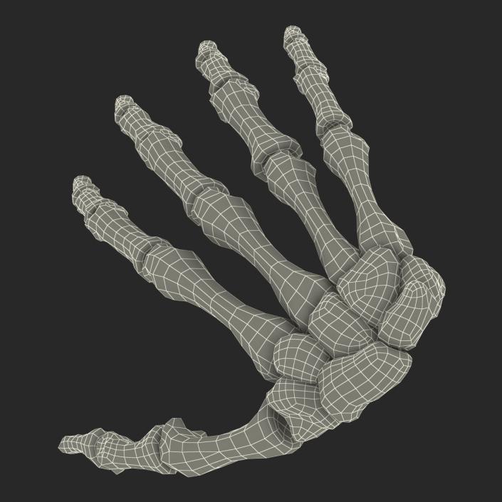 3D Human Hand Bones