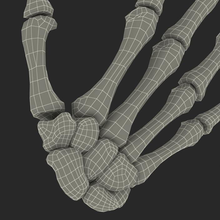 3D Human Hand Bones