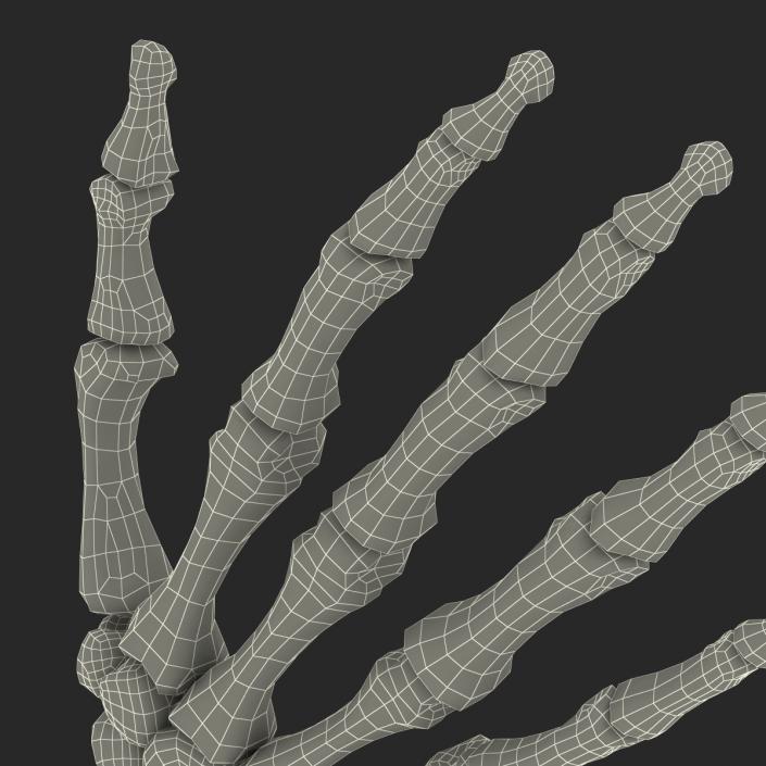 3D Human Hand Bones