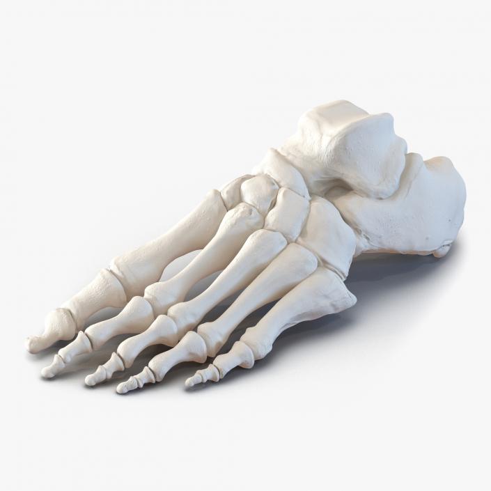 3D Human Foot Bones