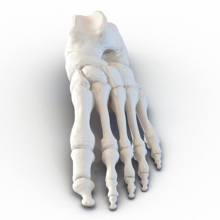 3D Human Foot Bones