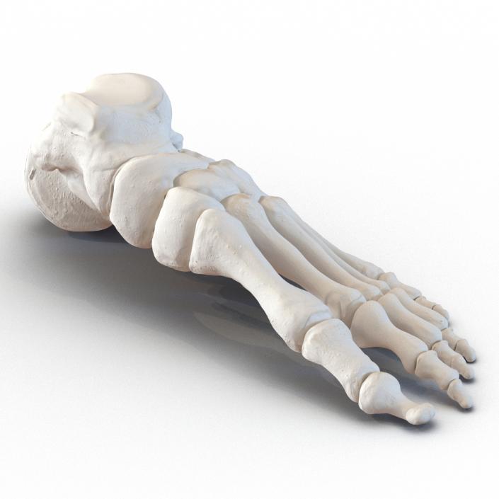 3D Human Foot Bones