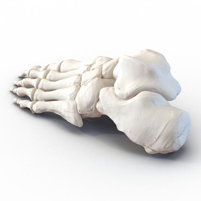 3D Human Foot Bones