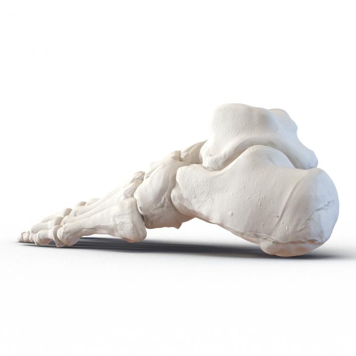 3D Human Foot Bones