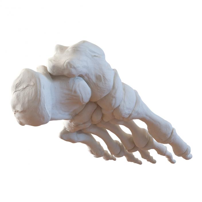 3D Human Foot Bones