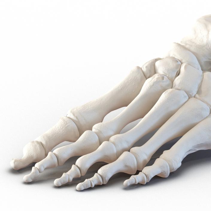 3D Human Foot Bones