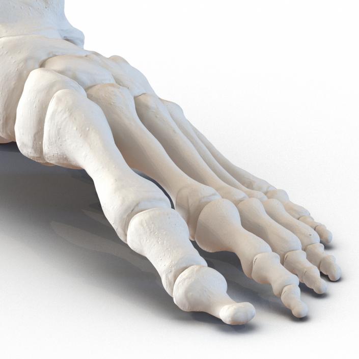 3D Human Foot Bones