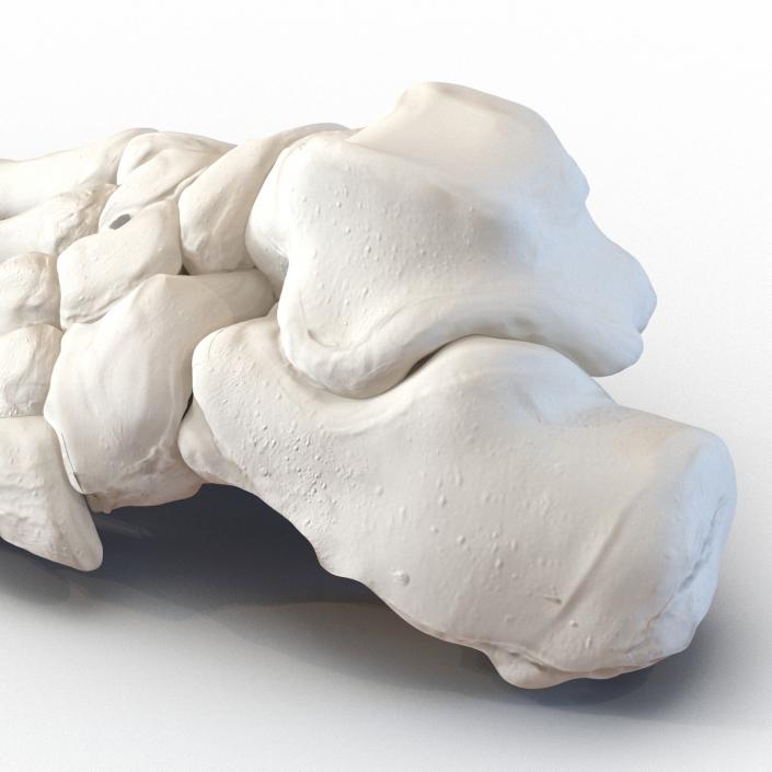 3D Human Foot Bones