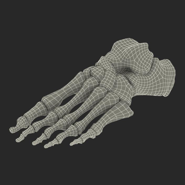 3D Human Foot Bones