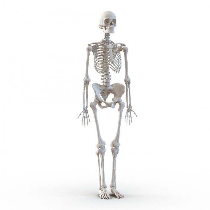 3D Human Female Skeleton