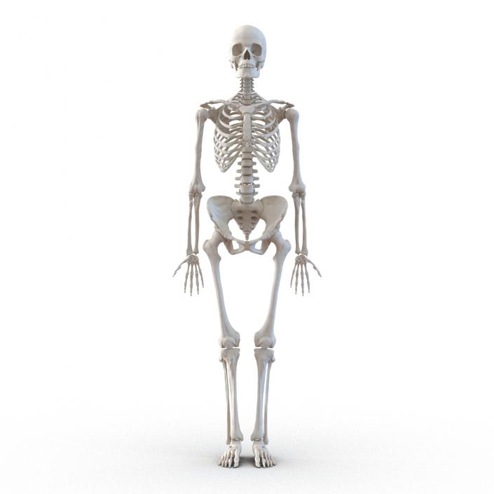 3D Human Female Skeleton