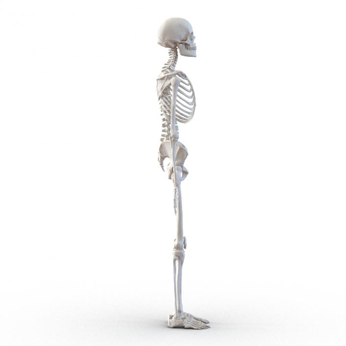 3D Human Female Skeleton