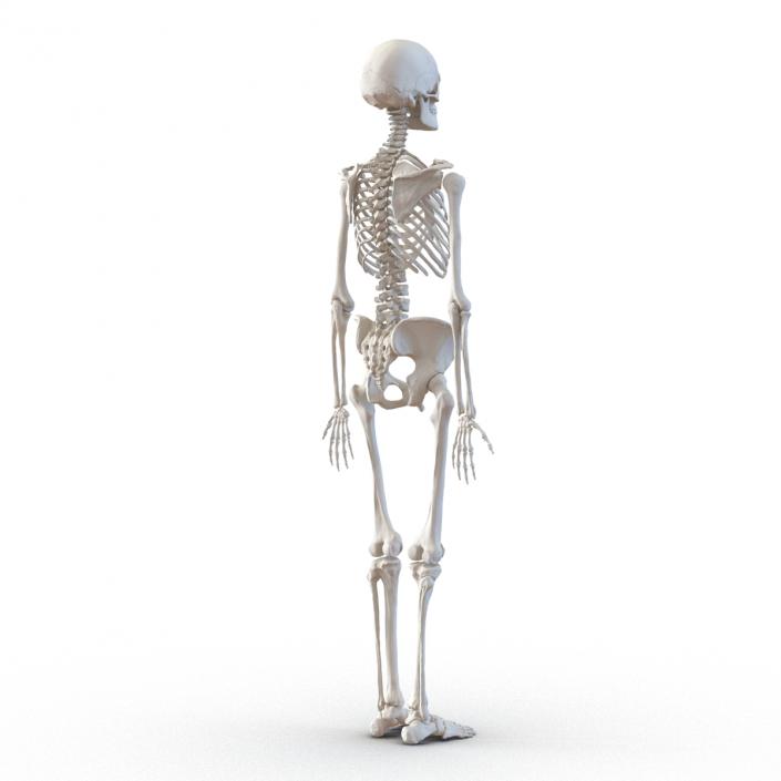 3D Human Female Skeleton