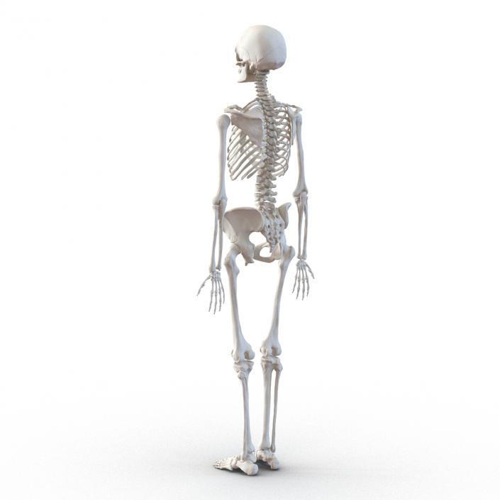 3D Human Female Skeleton