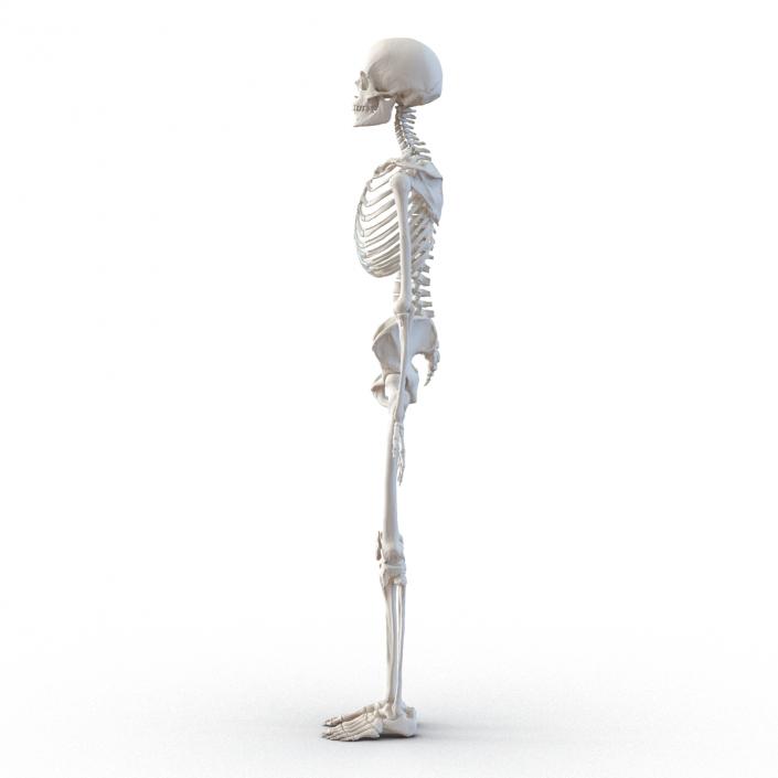 3D Human Female Skeleton