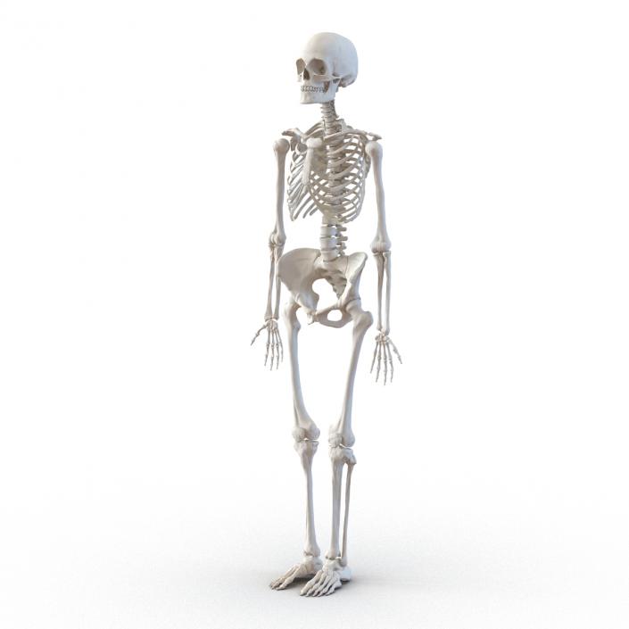 3D Human Female Skeleton