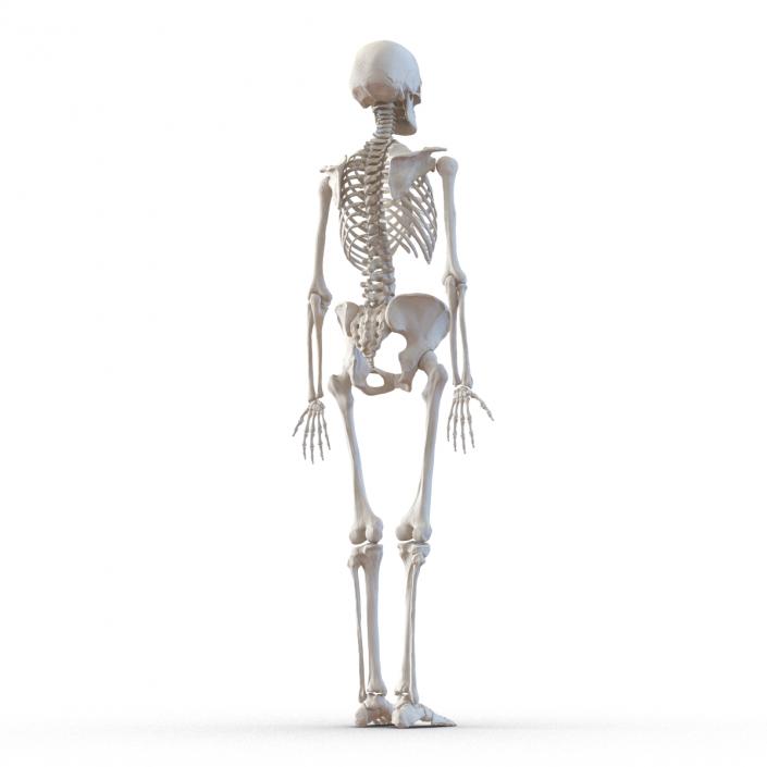 3D Human Female Skeleton