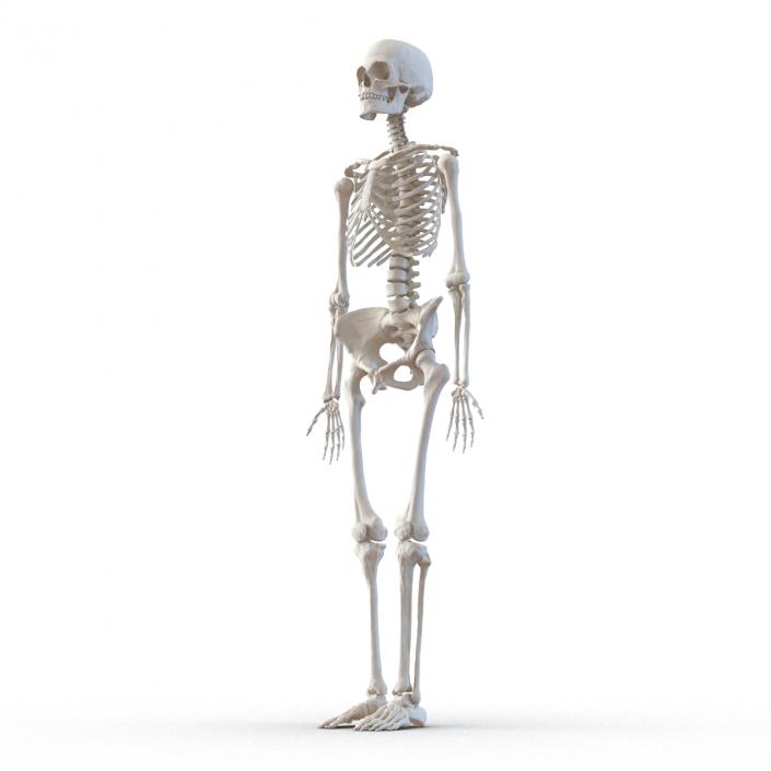 3D Human Female Skeleton