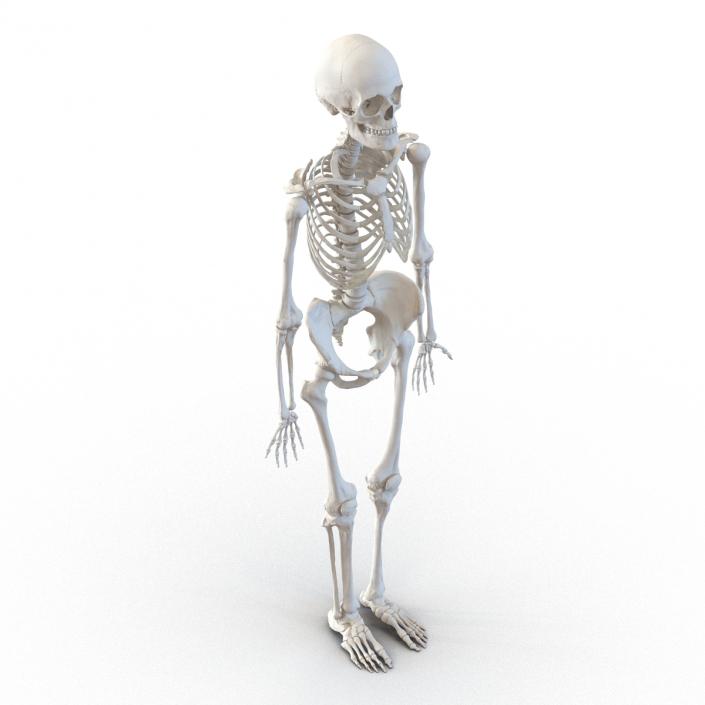 3D Human Female Skeleton