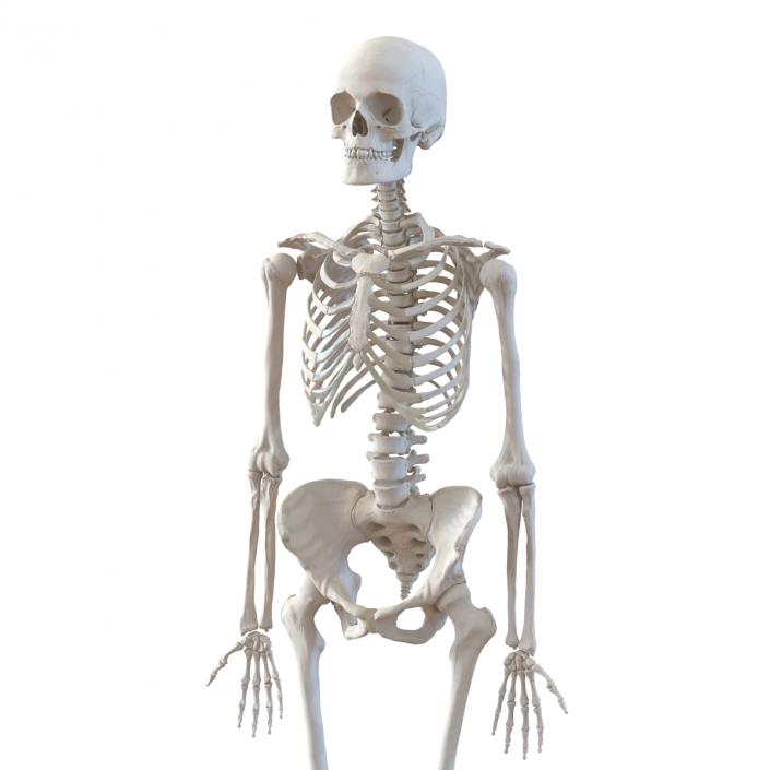 3D Human Female Skeleton