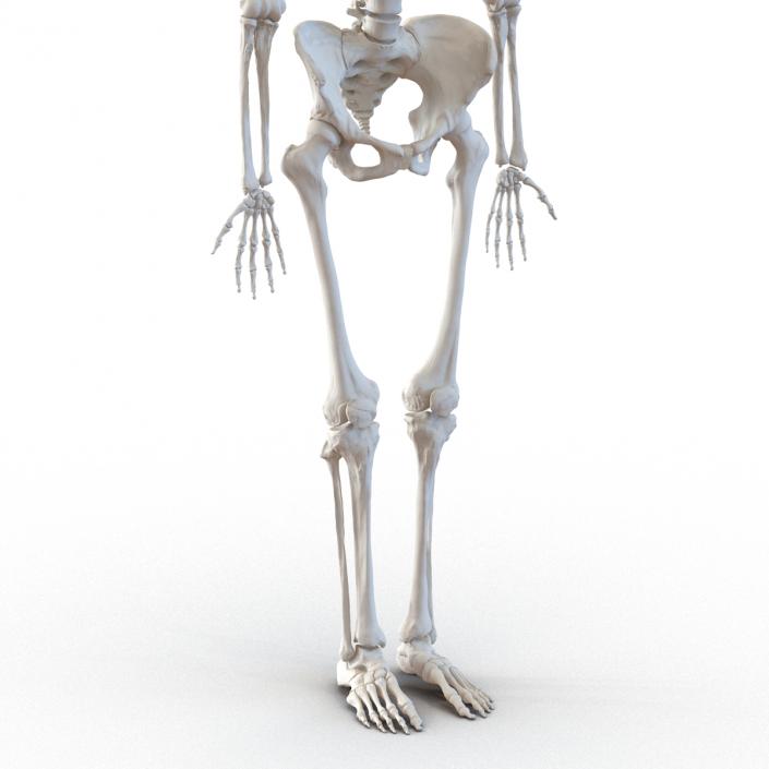 3D Human Female Skeleton