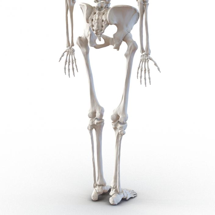 3D Human Female Skeleton