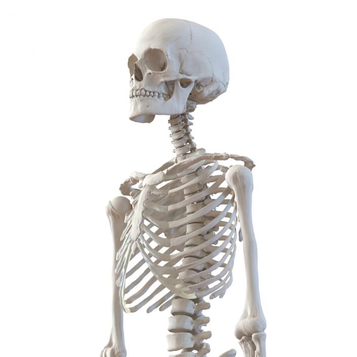 3D Human Female Skeleton