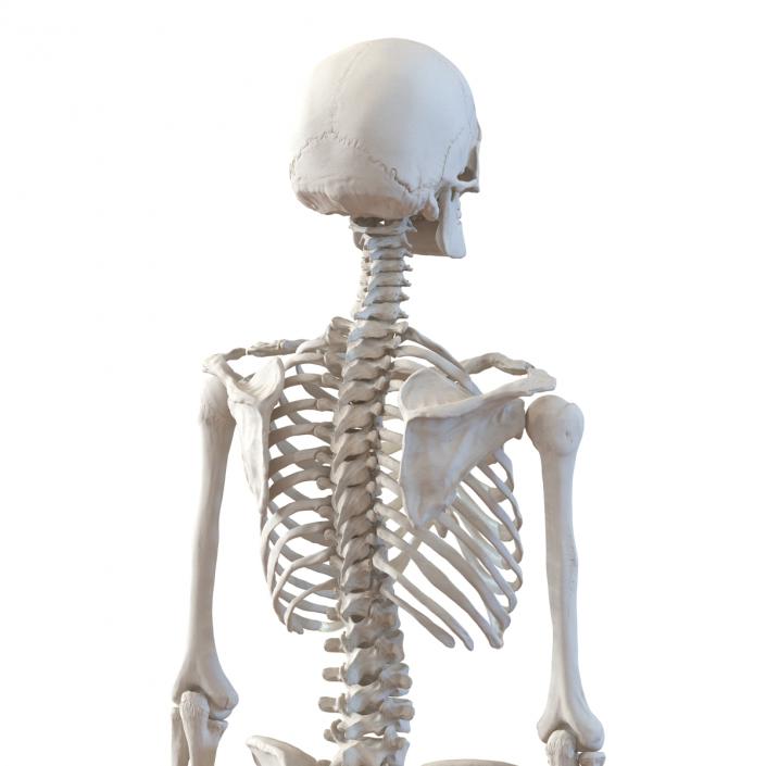 3D Human Female Skeleton