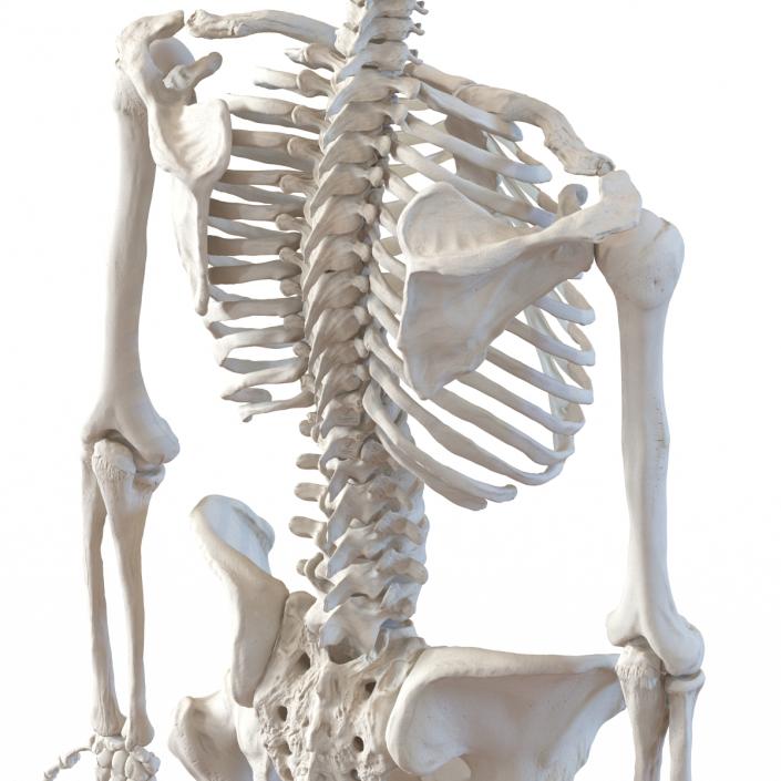 3D Human Female Skeleton