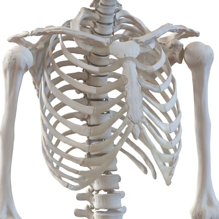 3D Human Female Skeleton