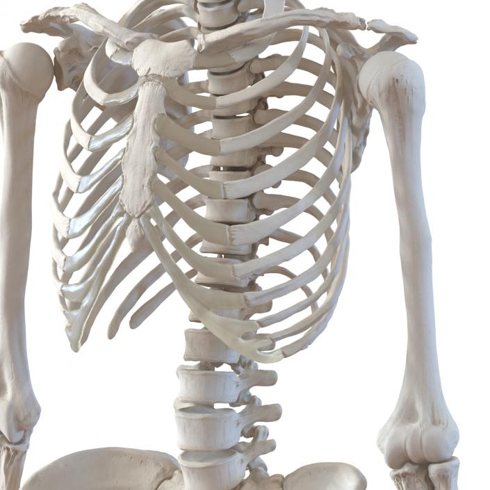 3D Human Female Skeleton