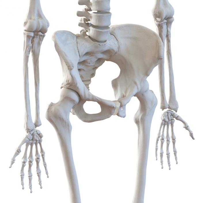 3D Human Female Skeleton