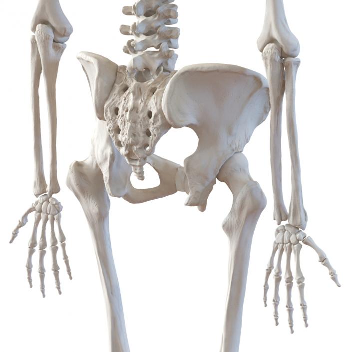 3D Human Female Skeleton