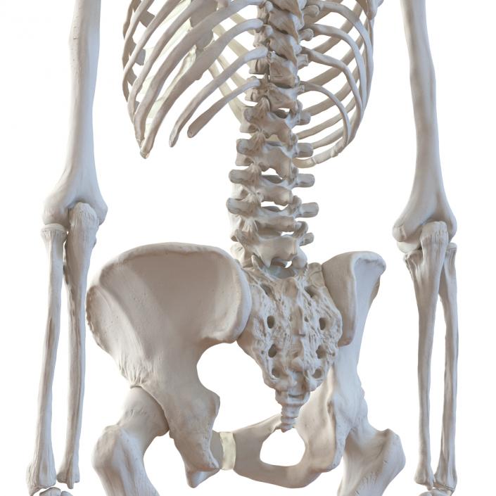 3D Human Female Skeleton