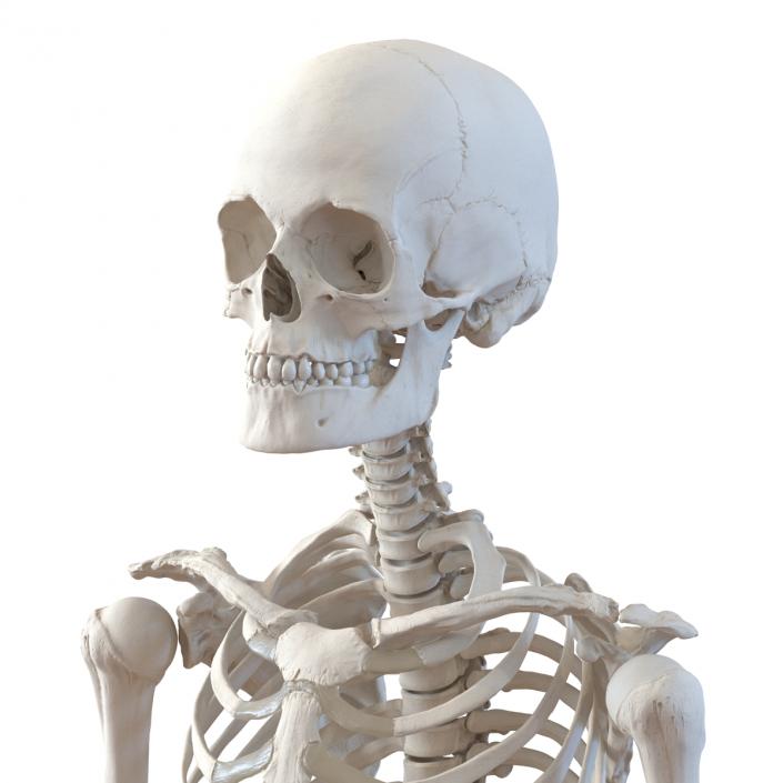 3D Human Female Skeleton