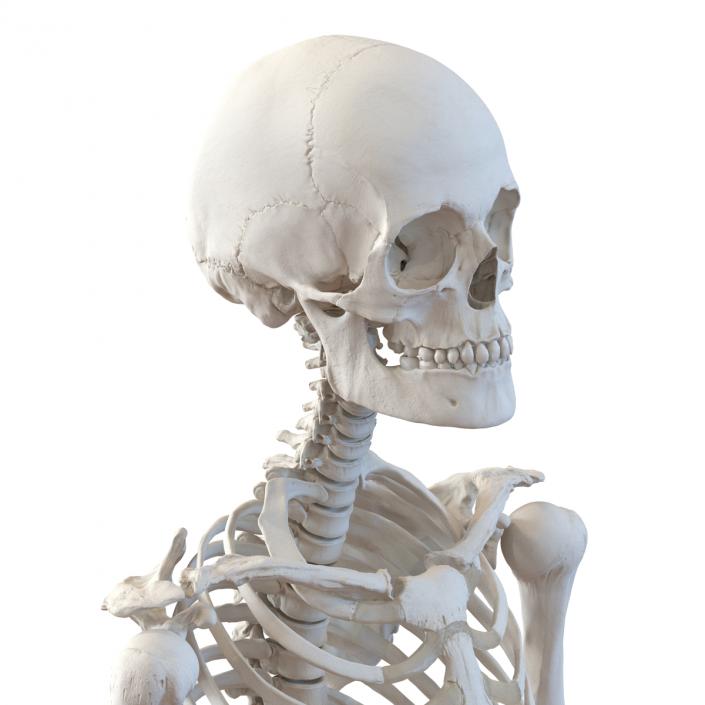 3D Human Female Skeleton